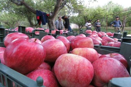 تولید سالانه ۱۴۰ هزار تن سیب در همدان