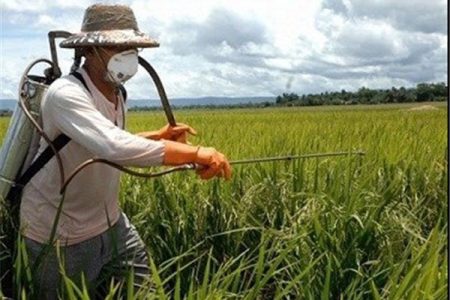 مبارزه با سن غلات در بیش از ۲۲۱ هزار هکتار از مزارع همدان