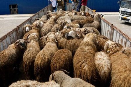 افزایش بهره‌وری با پرورش گوسفند نژاد مهربان