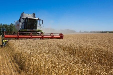 پیش‌بینی تولید ۷۰۰ هزار تن گندم در همدان