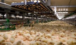 تولید مرغ در همدان ۲ برابر نیاز استان است