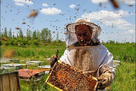 تولید بیش از ۱۳۰ تن عسل در کبودراهنگ