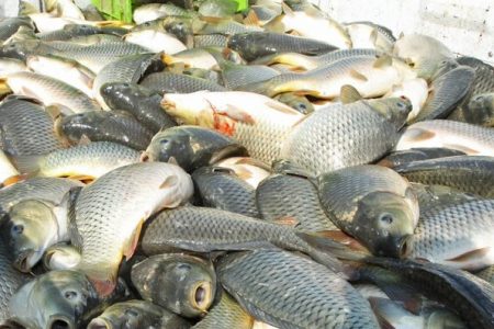 پیش‌بینی تولید ۷۰۰۰ تن ماهی در همدان