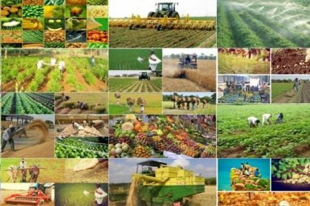 اجرای کشاورزی قراردادی برای ۵ محصول زراعی همدان