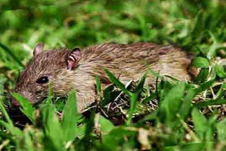 مبارزه با طغیان موش در ۹۱۰ هکتار از اراضی همدان/ مبارزه ادامه‌دار است