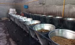 کشف کارگاه غیر مجاز تولید شیره انگور در یکی از روستاهای همدان