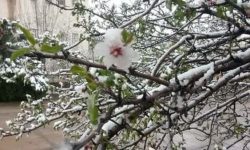 باغداران راه‌های پیشگیری از سرمازدگی درختان در فصل بهار را جدی بگیرند