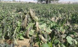 خسارت ۸۷۵ میلیارد ریالی سرمازدگی به باغات استان همدان