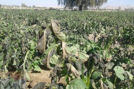 خسارت ۸۷۵ میلیارد ریالی سرمازدگی به باغات استان همدان