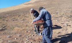 اجرای عملیات بیولوژیک درمراتع روستا نینج شهرستان رزن