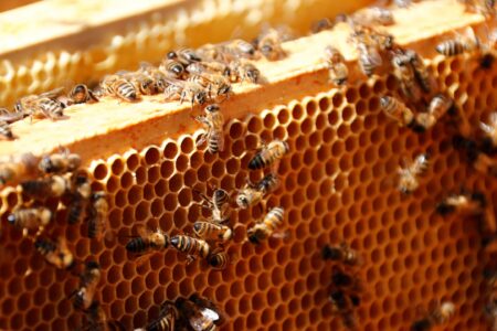 همدان؛ قطب تولید عسل با بیش از ۴ هزار تن محصول سالانه