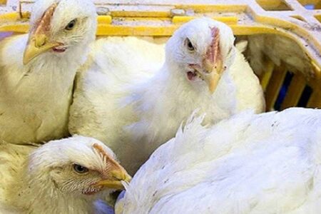 كشف بيش از 5 هزار قطعه مرغ زنده قاچاق و فاقد مجوز در کبودراهنگ