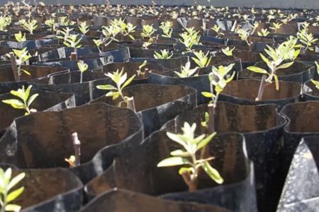 تولید 5هزار نهال در نهالستان منابع طبیعی کبودراهنگ