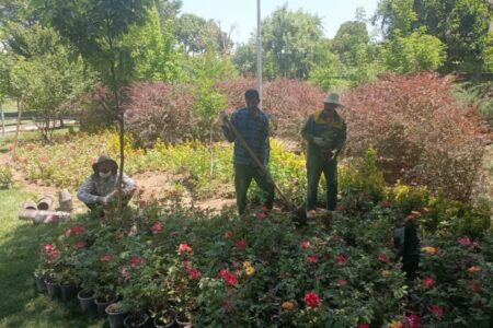 گزارش عملکرد سازمان سیما، منظر و فضای سبز شهری از یکم تا ۴ تیرماه