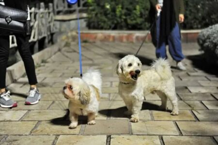 سگ‌گردانی در همدان ممنوع!