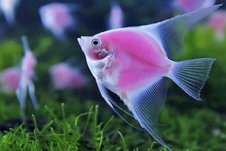 بیش از 5 میلیون قطعه ماهی زینتی در همدان تولید شد