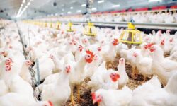 فعالیت ۳۲ واحد مرغداری در کبودراهنگ