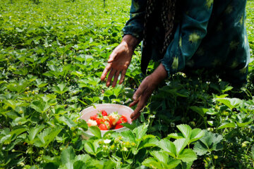 سطح زیرکشت باغات همدان 61 درصد رشد کرده است