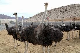 پرورش شترمرغ در همدان برای ۵۸ نفر اشتغال ایجاد کرده است