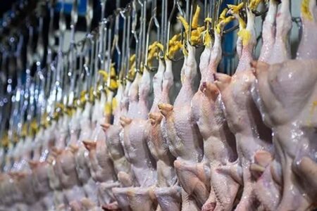 پرونده مرغ‌فروشان متخلف روی میز تعزیرات