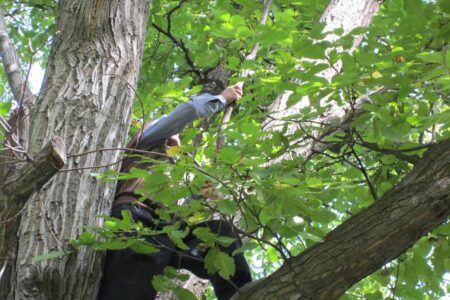 پایتخت گردو» گرفتار آفت کرم خراط است 