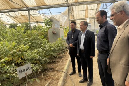 بازدید مدیر تعاون روستایی همدان از نخستین زنجیره تولید پیوندک و نهال گردوی پیوندی گواهی‌شده کشور در تویسرکان