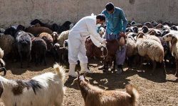 ۸۰۰ هزار راس گوسفند بر علیه بیماریهای مختلف در رزن واکسینه می‌شوند