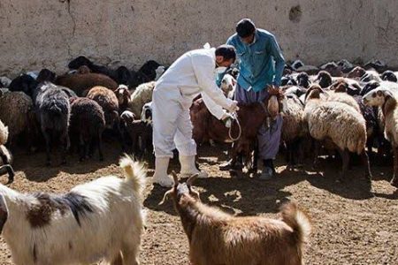 ۸۰۰ هزار راس گوسفند بر علیه بیماریهای مختلف در رزن واکسینه می‌شوند