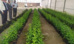 تولید بیش از ۳۵۰ هزار اصله نهال در نهالستان اتحادیه شرکت‌های تعاونی تولیدی استان همدان