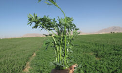 سطح زیرکشت یونجه در همدان کاهش یافت