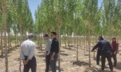 بازدید مدیرکل منابع طبیعی استان همدان از نهالستان و طرح زراعت چوب نیروگاه شهید مفتح