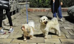 سگ‌گردانی در همدان ممنوع!