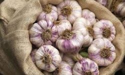 ۵۰ درصد سیر کشور در همدان تولید می شود