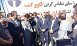 الگوی کشت در کبودراهنگ کلید خورد؛ سال زراعی ۱۴۰۴-۱۴۰۵ آغاز شد