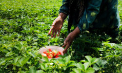 سطح زیرکشت باغات همدان 61 درصد رشد کرده است