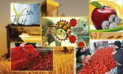 توسعه صنایع تبدیلی در راس امور جهادکشاورزی همدان