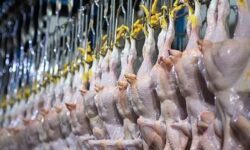 پرونده مرغ‌فروشان متخلف روی میز تعزیرات