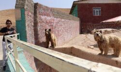 تخفيف ۵۰ درصدی بازديد از باغ وحش علیصدر