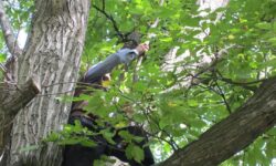 پایتخت گردو» گرفتار آفت کرم خراط است 