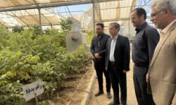 بازدید مدیر تعاون روستایی همدان از نخستین زنجیره تولید پیوندک و نهال گردوی پیوندی گواهی‌شده کشور در تویسرکان