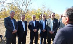 بحران کم‌آبی و آفت گردو تویسرکان را تهدید می‌کند