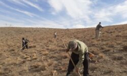 آغاز پروژه بیولوژیک اصلاح و احیای مراتع در روستای روان شهرستان بهار