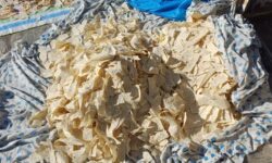 کشف ۱۳ هزار عدد نان خشک‌شده در تویسرکان