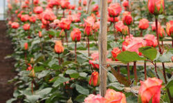 پتانسیل بالای همدان در تولید گل شاخه‌ بریده