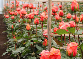 پتانسیل بالای همدان در تولید گل شاخه‌ بریده