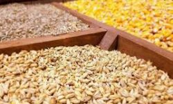 نهاده‌های دامی مورد نیاز دامداران همدان تامین شد