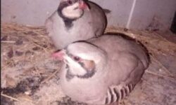  کبک‌های وحشی از چنگال سوداگران نجات یافتند