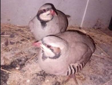  کبک‌های وحشی از چنگال سوداگران نجات یافتند