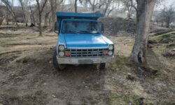  تعرض به درختان شهر بی‌پاسخ نمی‌ماند