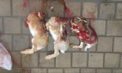 شکارچی غیرمجاز در بهار دستگیر شد